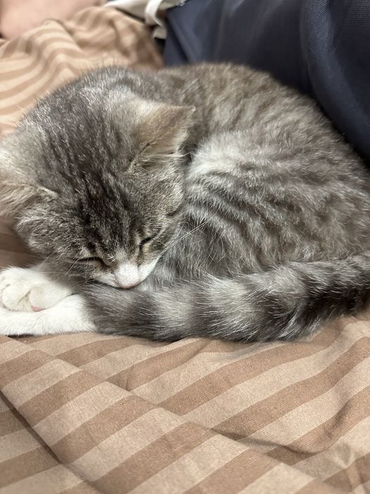 Віддам кошеня в добрі руки