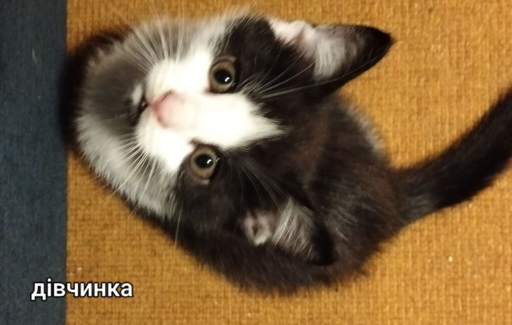 Кошенята-британці