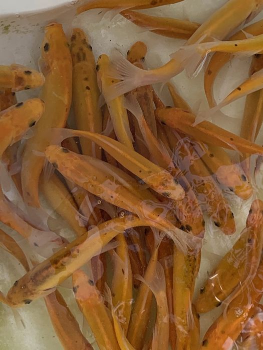Karp KOI ryby rybki do oczka wodnego stawu narybek