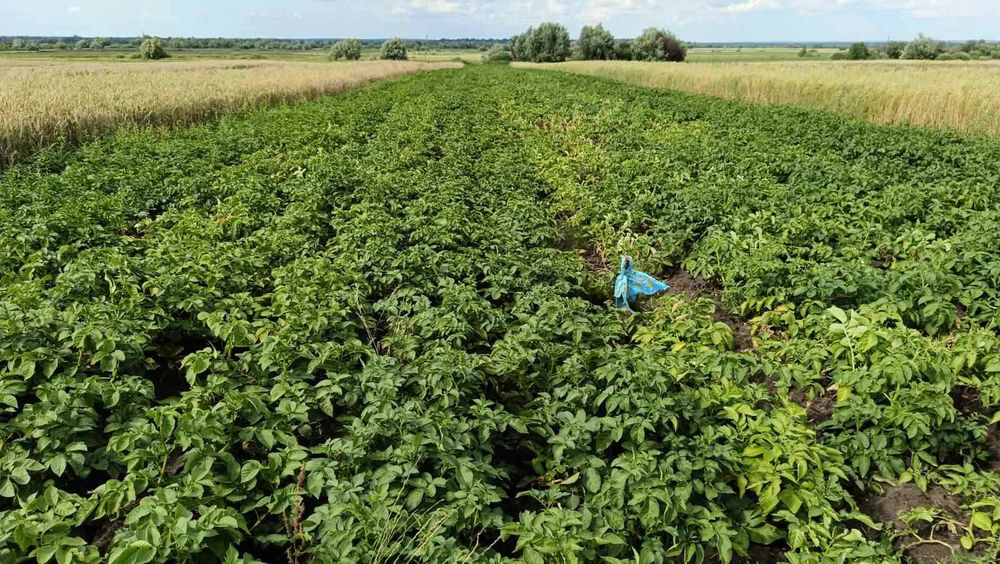 Продаж домашньої картоплі