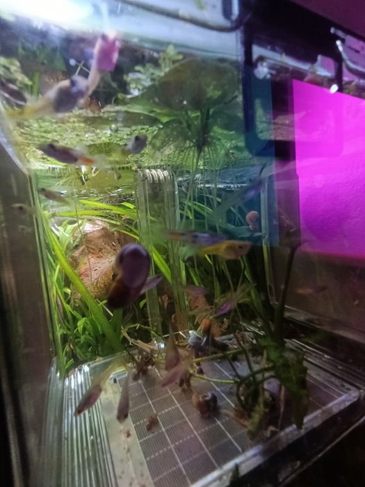 Guppys variados adultos e crias