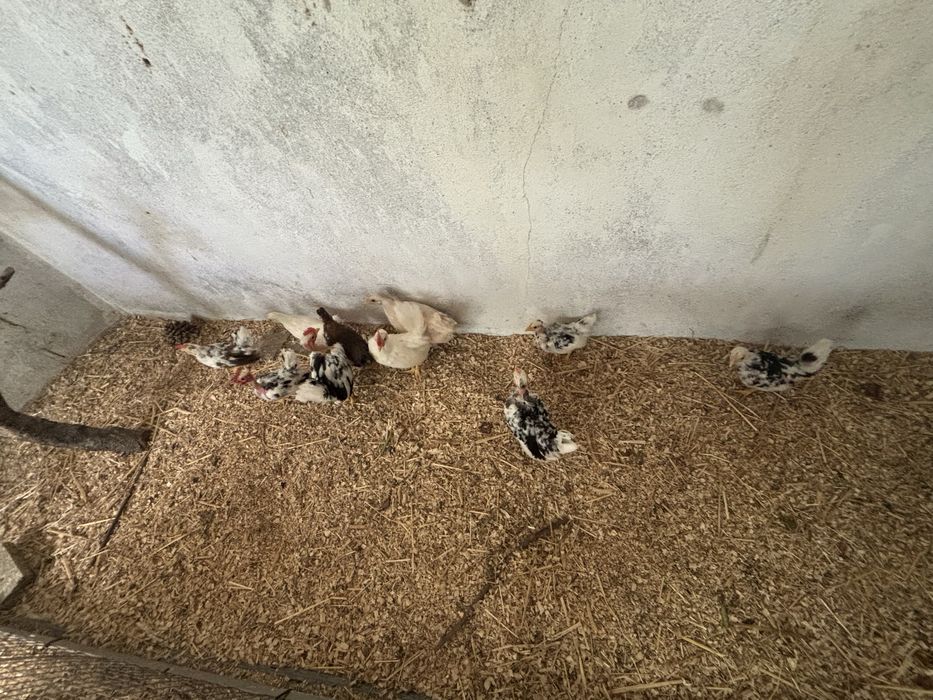 Casais de garnizas do pescoço pelado e pescoço coberto