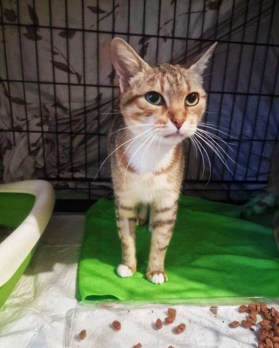 Неймовірно ласкава і мила киця Лейла шукає дім, 1.5 р, кішка, кошка