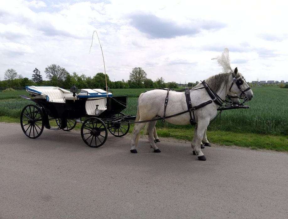 Kareta ,powóz ,bryczka ,do ślubu