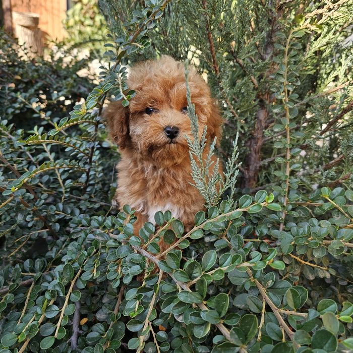 Дівчятка мальтіпу ф1 го ові до переїзду