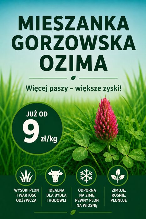 Mieszanka Gorzowska Ozima – wysoki plon i zawartość białka