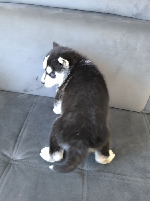Husky suczka niebieskie oczka