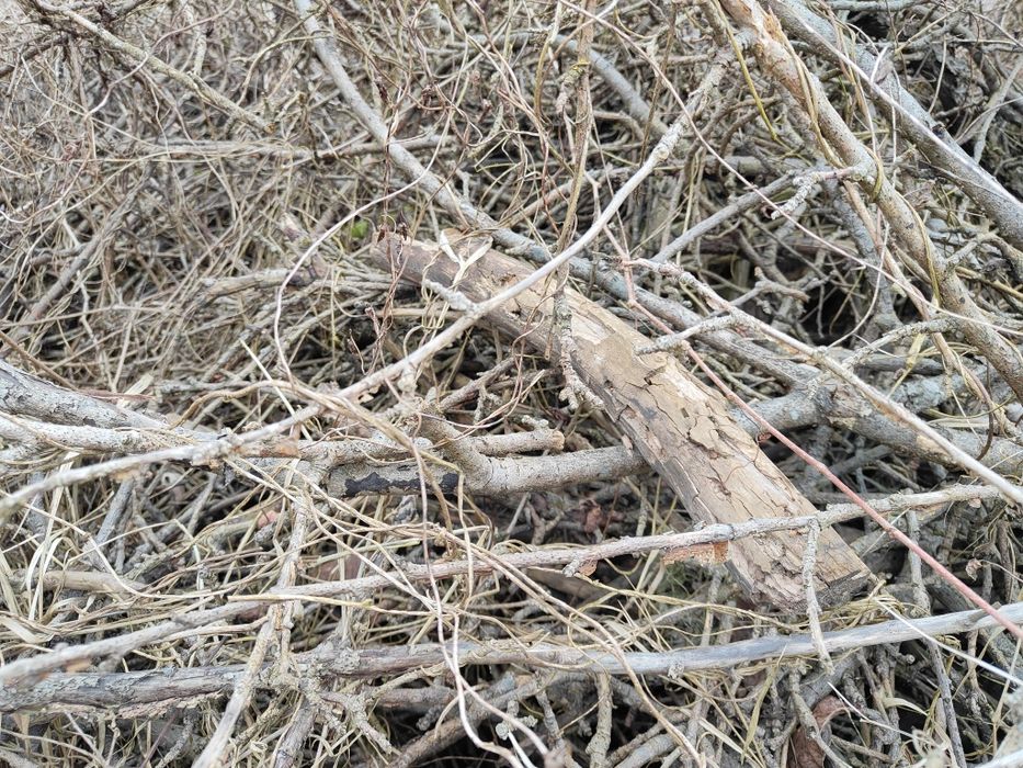 Oddam chrust, gałęzie