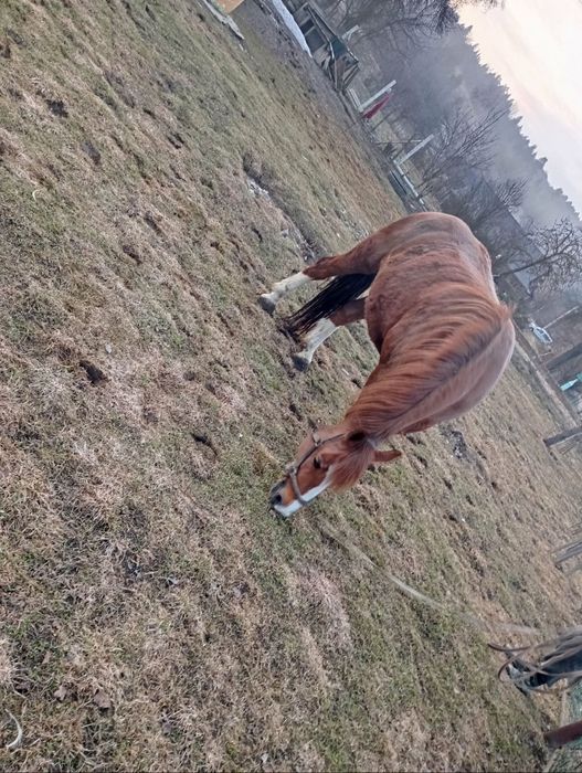 Продам добру кобилу