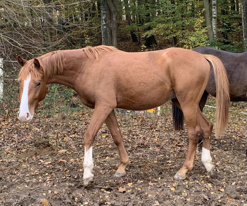 Zajezdzony 3,5 letni walach  Zangersheide filmy na watsapa