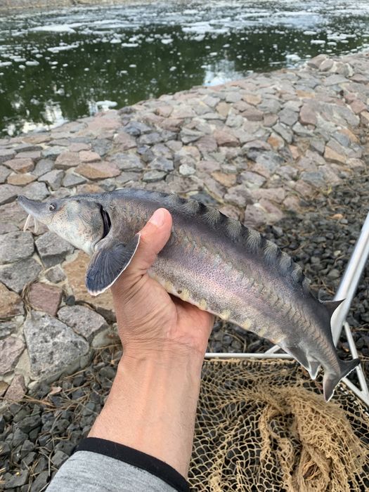 Малек Белуги Каспийской