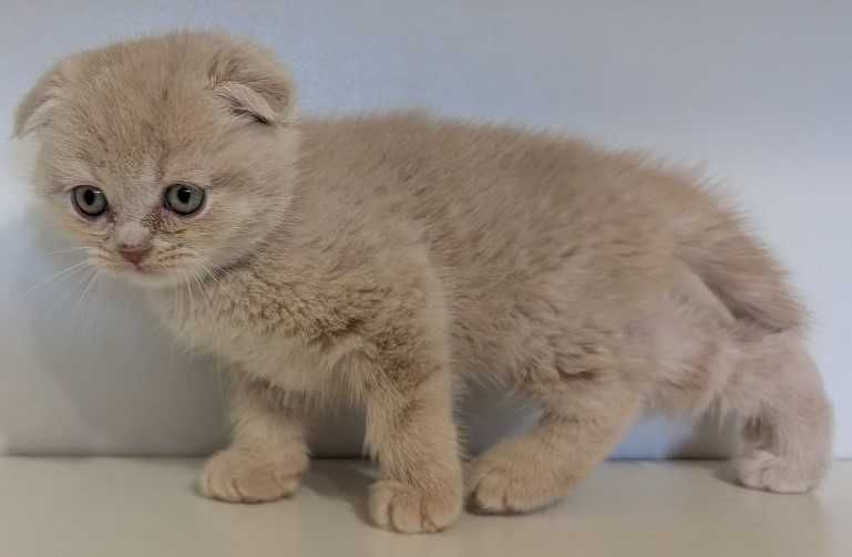 Котик хлопчик красунчик!!!