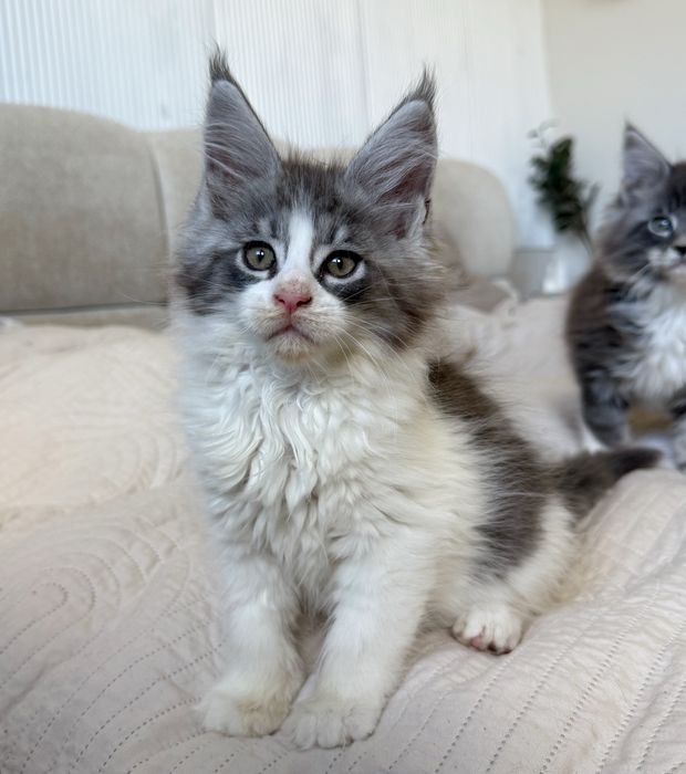 Śliczng kocurek IBIS Maine Coon