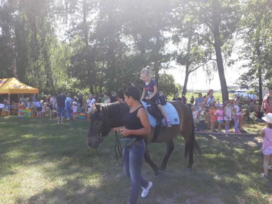 Wałach Huculski Cytryn