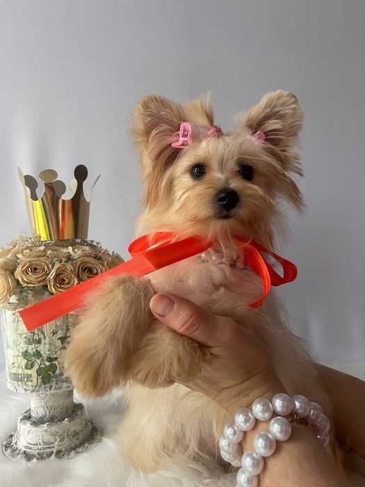 Всього 3 Чарівні Помапу