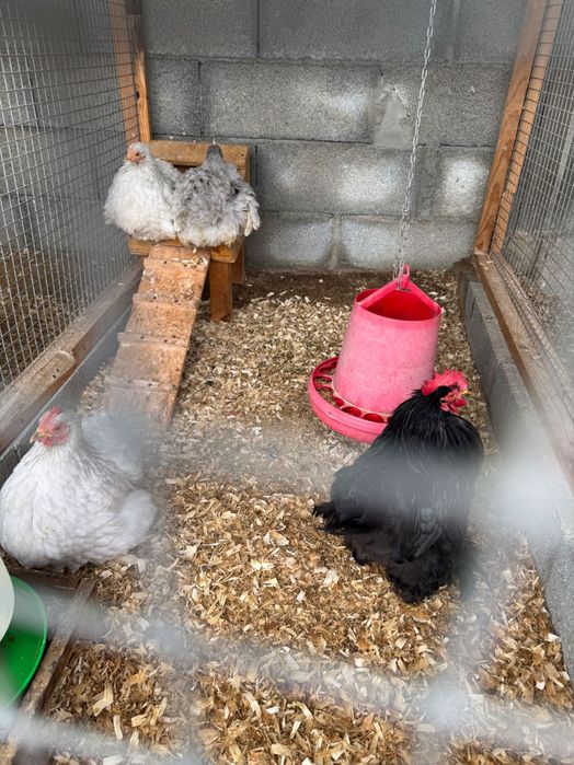 Ovos galados de várias raças