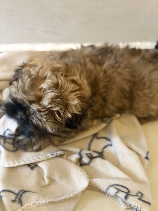 Shih tzu uroczy chlopak