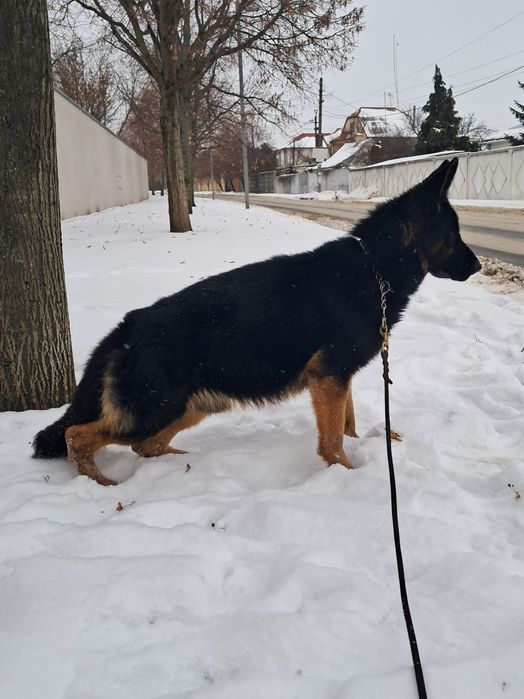 Подросток кобель Немецкой овчарки