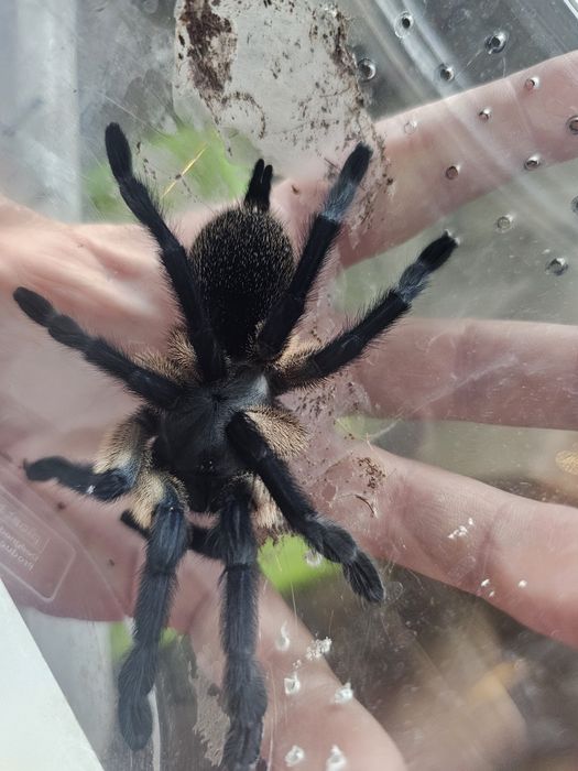 Monocentropus balfouri samice 5,5DC
