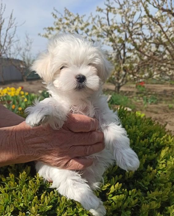 Продам щеночков мальтезе