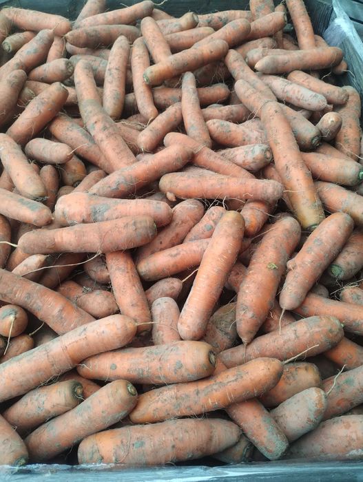 Sprzedam gruba marchew Nerac