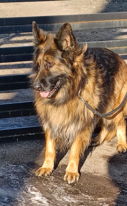 Oddam za darmo sunie owczarka niemieckiego