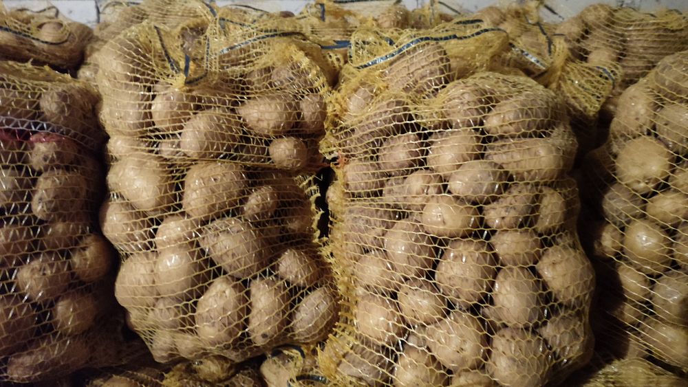 Ziemniaki jadalne żółte Jurek.