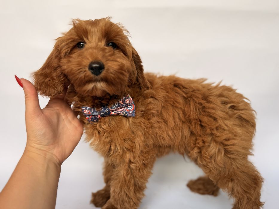 Cokapoo, cocapoo F1 Cookie pudel+cocker spaniel