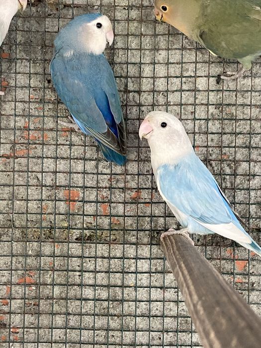 Casal de agapornis roseicollis