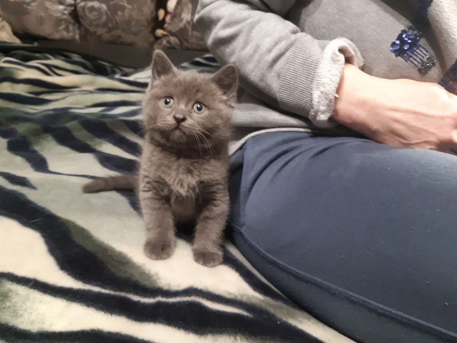 Британские котята