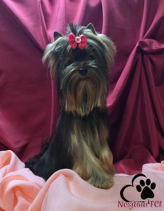 Suczka Yorkhire Terrier-malutka, milutka!!, rod ZKwP=FCI