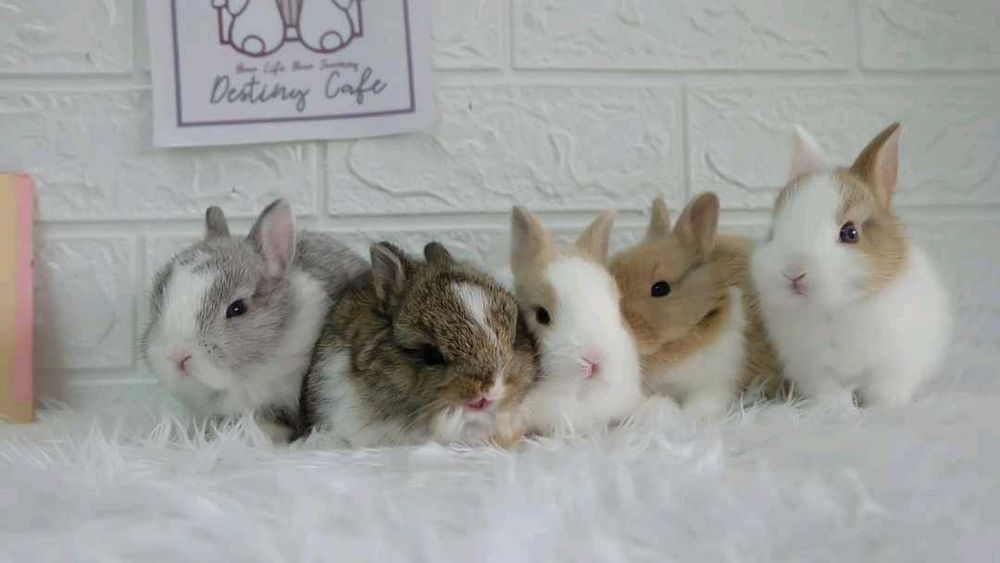 Coelhos anões (Bebés)+KIT gaiola