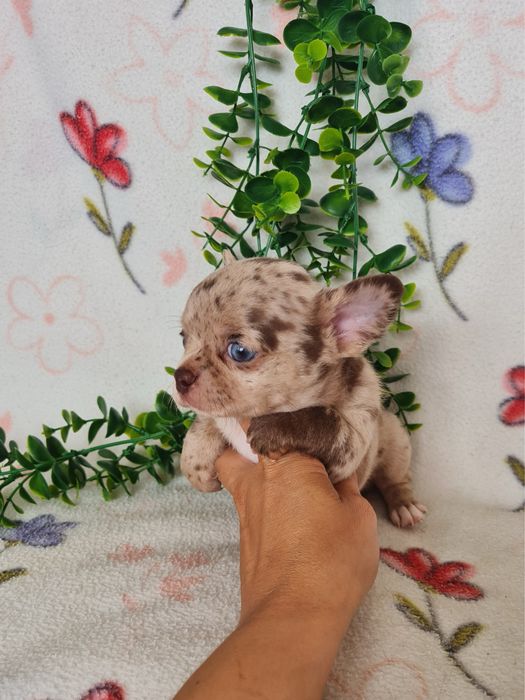 Excelente  menino mini Chihuahua/Chiuaua de Qualidade. Lunhagem Russa