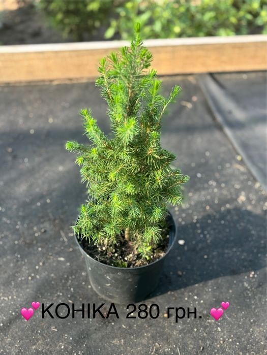 Живі ялинки та хвойні рослини у горщиках