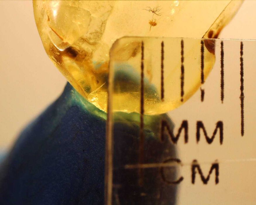 Bursztyn inkluzja nieznany Alien