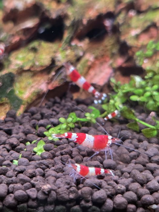 Krewetki akwariowe Crystal Red - Caridina