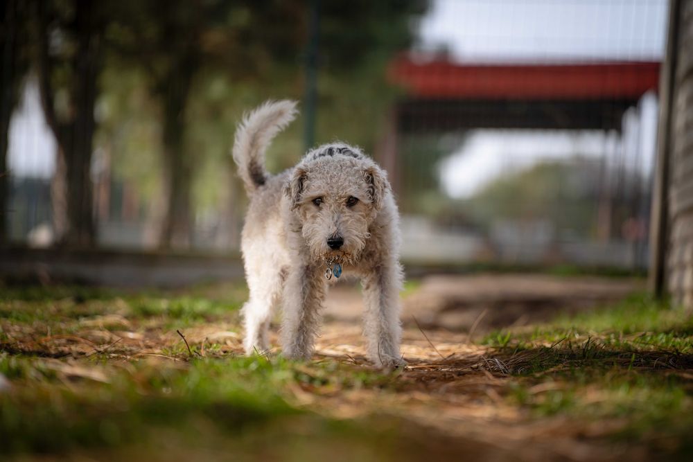 Foksterrier Lulek do adopcji!