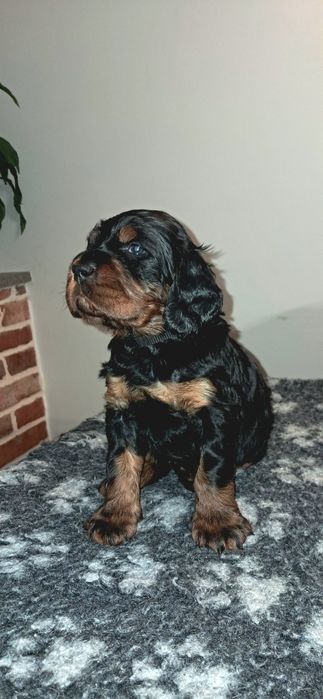 Seter szkocki gordon ZKwP