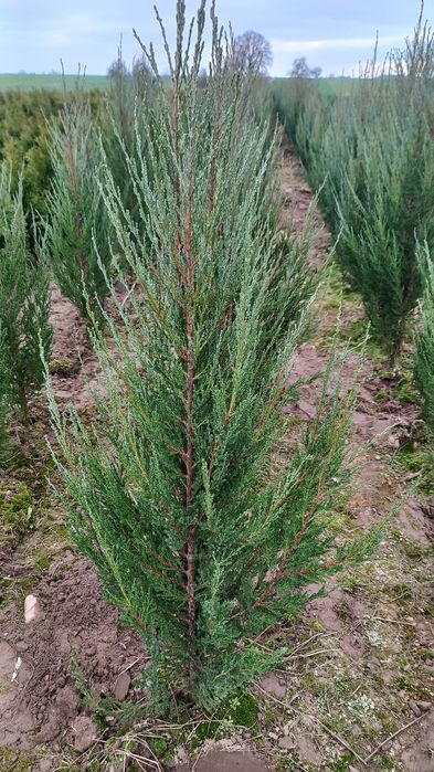 Jałowiec bluearrow, tuja szmaragd, brabant, strikta