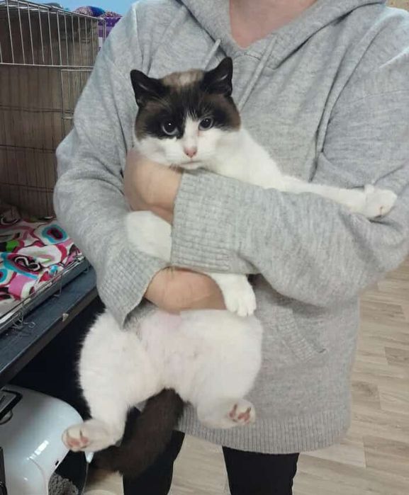 Kicia o pięknym umaszczeniu.