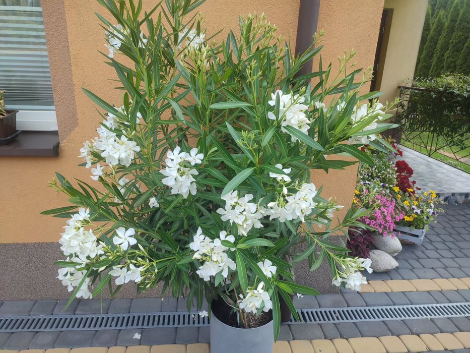 Oleander bialy i różowy