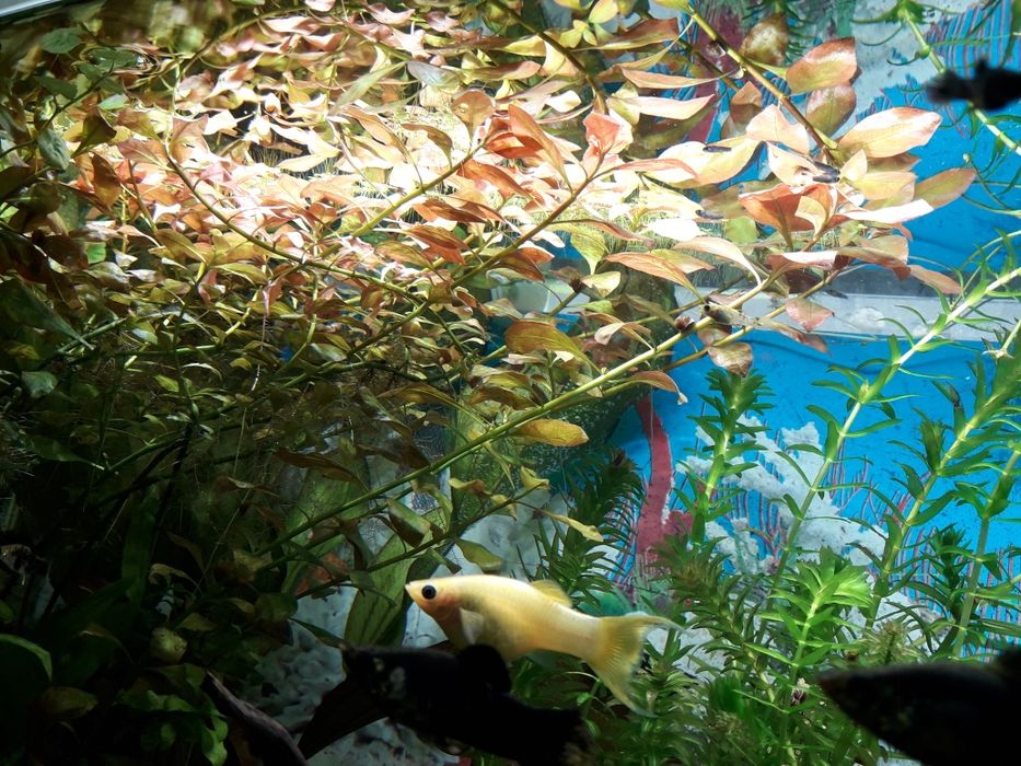 Ludwigia Repens - roślina akwariowa