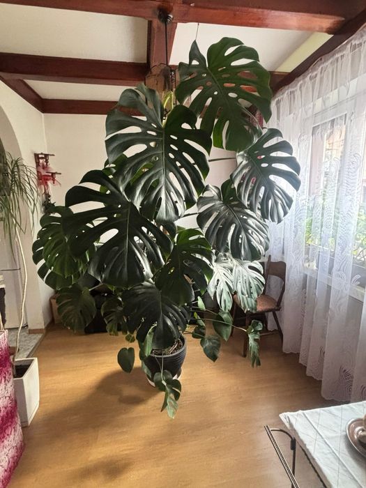 cabbage tree plant 50 CABBAGE PALM / GIANT DRACAENA Australis Cordyline Tree Houseplant Seeds