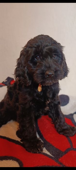 Cockapoo pudel toy ostatni chłopiec