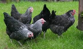 Kury nioski Rosa1 jajka mlode kurki z dowozem GRATIS całe województwo