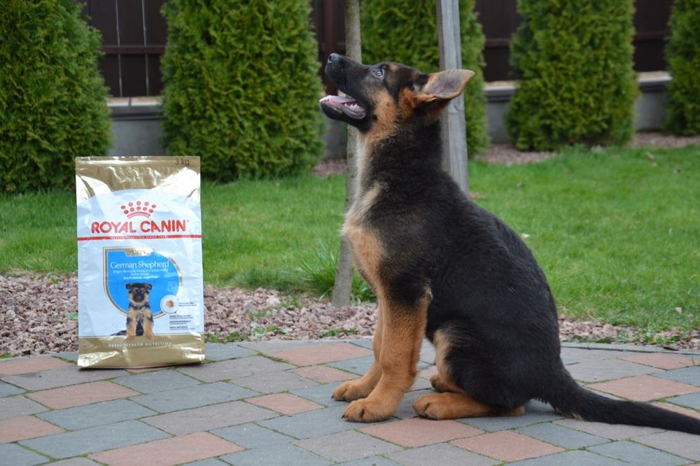 Німецька вівчарка  щенкі КсУ