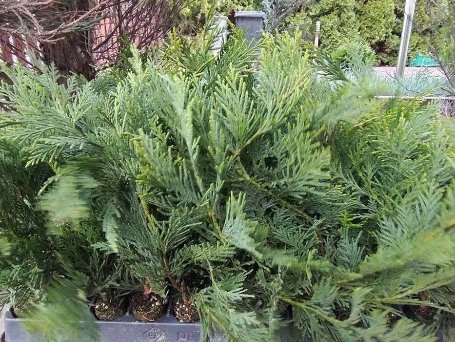 Cupressus leylandii para venda em placas múltiplas 20-35cm