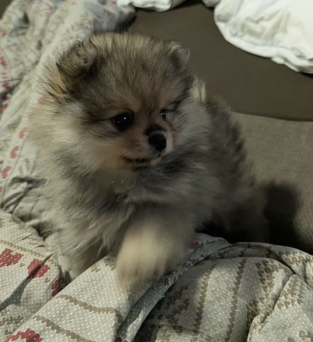 Дівчинка принцеса!