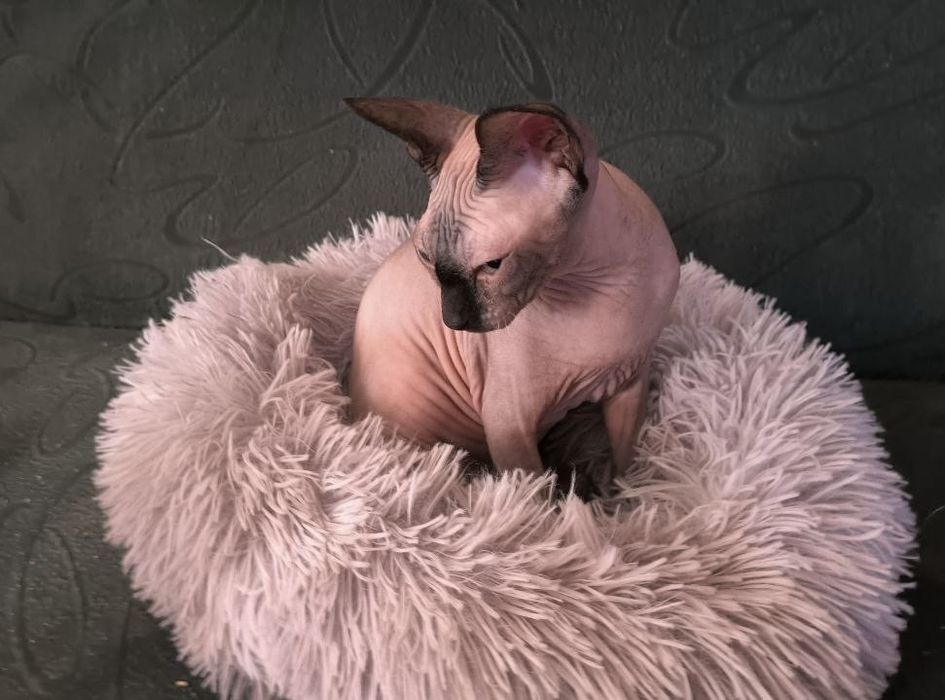 Кошеня сфінкс, котята сфинкс