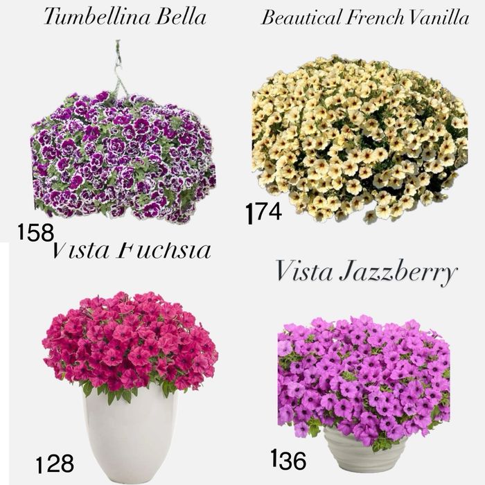 Петунія,сурфінія, калібрахоа тайдали